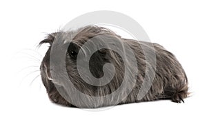 Peruvian guinea pig, Cavia porcellus, lying