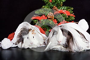 Peruvian Guinea Pigs with christmas cap and tree