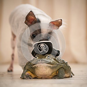 Peruvian hairless and chihuahua mix dog with african bullfrog in a pirate hat