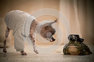 Peruvian hairless and chihuahua mix dog with african bullfrog in a pirate hat