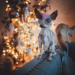 Peruvian hairless and chihuahua mix dog in festivaly decorated room with Christmass tree