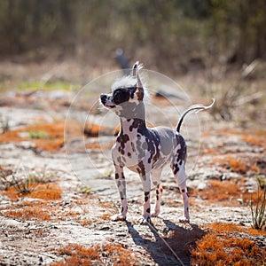 Peruvian hairless and chihuahua mix dog on red moss