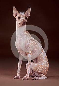 Peruvian Hairless dog