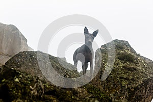 Peruvian hairless dog from Peru in park. Andes mountain.