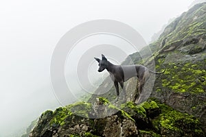 Peruvian hairless dog from Peru in park. Andes mountain. photo
