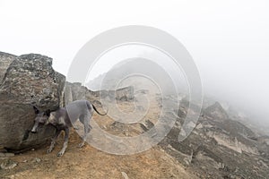 Peruvian hairless dog from Peru in park. Andes mountain. photo
