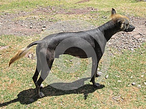 Peruvian hairless dog photo