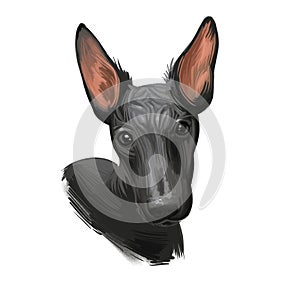 Peruvian Hairless dog portrait isolated. Digital for web, t-shirt print and puppy food cover design, clipart. Perro Sin Pelo de photo