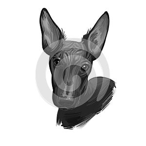 Peruvian Hairless dog portrait isolated. Digital for web, t-shirt print and puppy food cover design, clipart. Perro Sin Pelo de photo