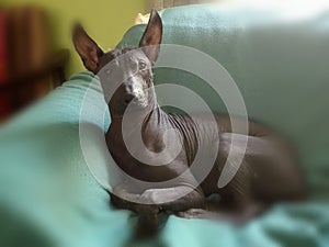 Peruvian hairless dog photo