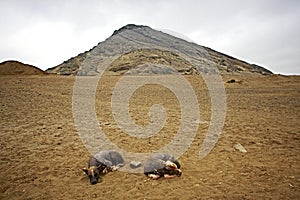 Peruvian hairless dogs sleeping in the sand photo