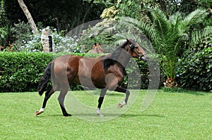 Peruvian horse photo
