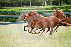 Peruvian Horses running free