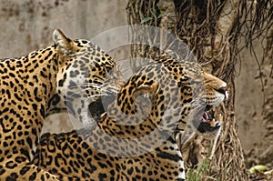 Peruvian jaguar photo