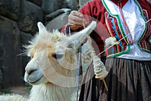 Peruvian Lama photo