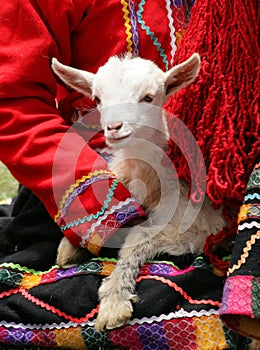 Peruvian Lamb photo