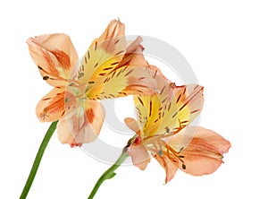 Peruvian Lilies (Alstroemeria aurea) photo