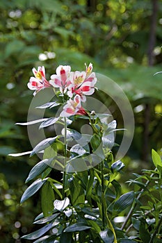 Peruvian Lily  810882