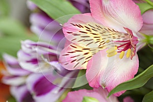 Peruvian lily, Alstroemeria