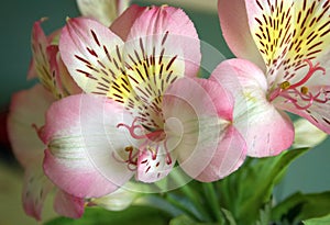 Peruvian lily (Alstroemeria)