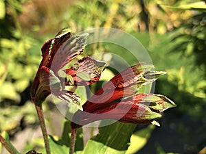 Peruvian lily Alstroemeria psittacina, parrot flower, parrot lily, lily of the Incas, princess lily