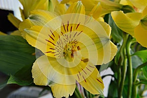 Peruvian lily, Alstroemeria, variety Malaga yellow flower macro