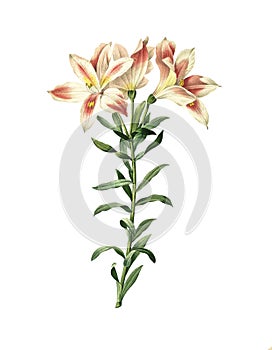 Peruvian lily , Antique Flower Illustration photo