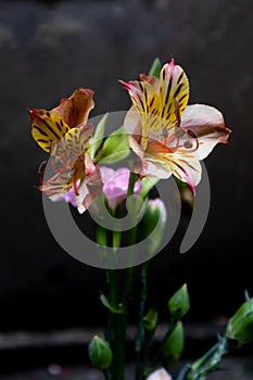 Peruvian lily-Fresh cut flowers
