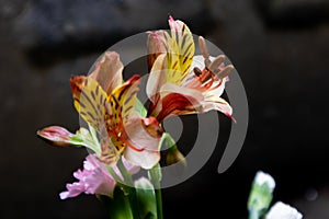 Peruvian lily-Fresh cut flowers