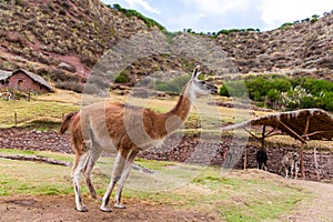 Peruvian Llama. Farm of llama,alpaca,Vicuna in Peru,South America. Andean animal
