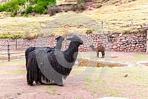 Peruvian Llama. Farm of llama,alpaca,Vicuna in Peru,South America. Andean animal