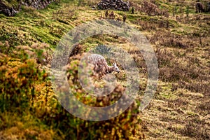 Peruvian Llama near the Sacsayhuaman Ruins