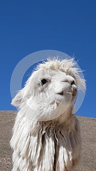 Peruvian Llamas, the famous South American animal, Peru