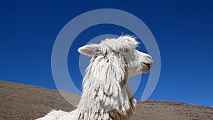 Peruvian Llamas, the famous South American animal, Peru