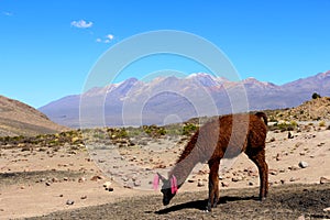 Peruvian Llamas, the famous South American animal, Peru