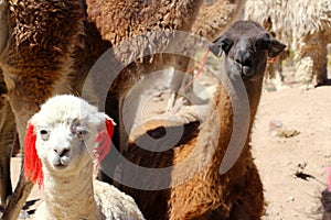 Peruvian Llamas, the famous South American animal, Peru