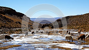 Peruvian Llamas, the famous South American animal, Peru