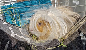 Peruvian long-haired guinea pig (domestic cavia) on a hammock in a cage in the sunshine.