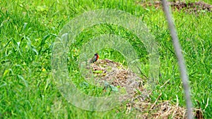 Peruvian meadowlark in a field