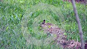 Peruvian meadowlark in a field