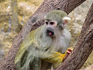 Peruvian Monkey Scared photo