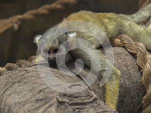 Peruvian Monkey photo