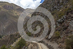 Peruvian mountain landscape with Ruins of Ollantaytambo in Sacred Valley of the Incas in Cusco, Peru