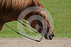 Peruvian Paso photo