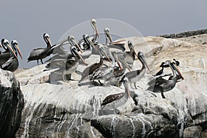 Peruvian pelican breeding colony on guano island photo