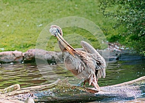 Peruvian pelican cleans feathers