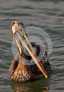 Peruvian Pelican close-up