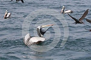 Peruvian pelican fishing on ocean photo