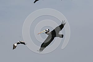 Peruvian pelican flying over ocean