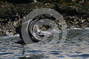 Peruvian pelican flying over ocean photo